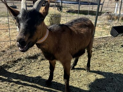 Packgoat Prospect