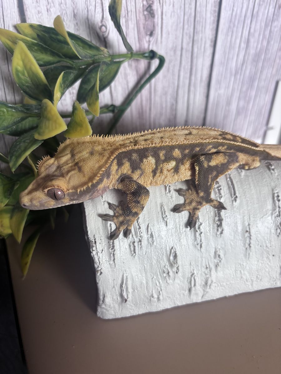 Full pin ex harlequin