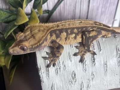 Full pin ex harlequin