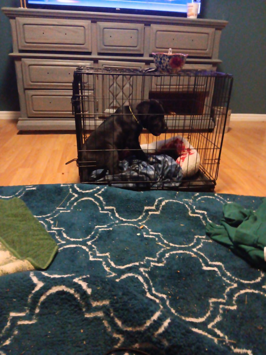 Wire type  large dog crate.