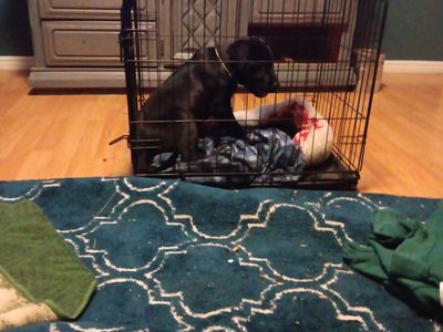 Wire type large dog crate.