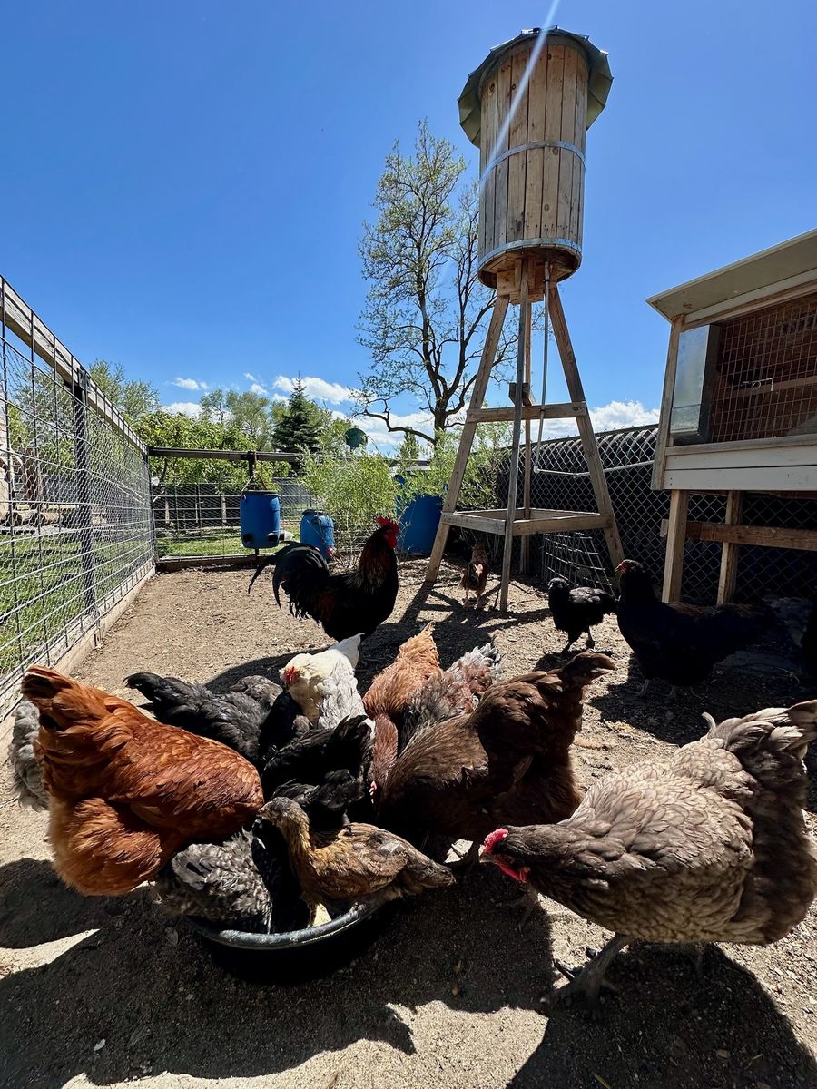 ENTIRE RAINBOW BASKET FLOCK!!