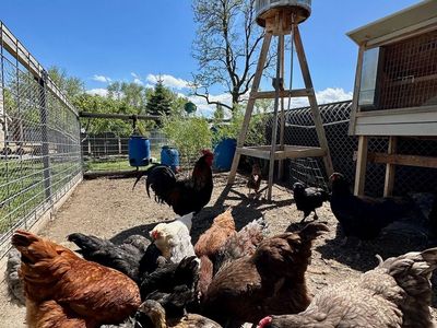 ENTIRE RAINBOW BASKET FLOCK!!