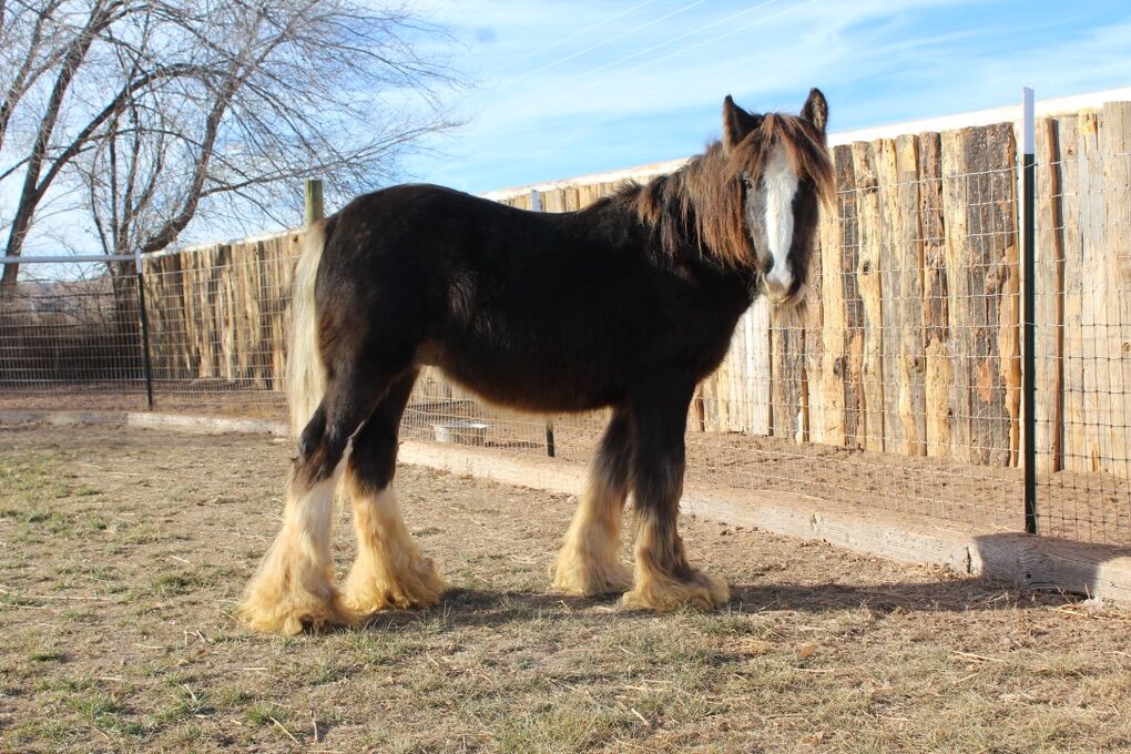 2 year old gypsy stud colt