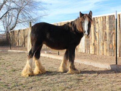 2 year old gypsy stud colt
