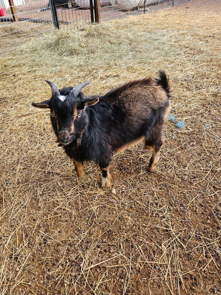 Nigerian Dwarf Buck/Doe
