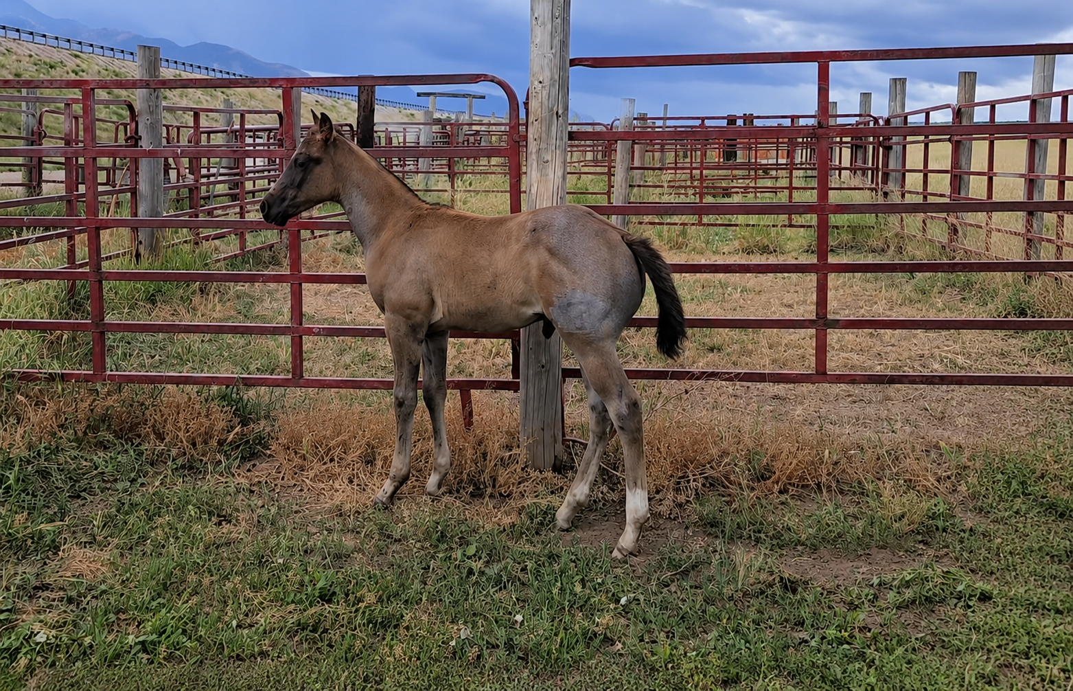 AQHA Blue Roan Stud Colt