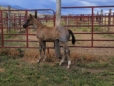 AQHA Blue Roan Stud Colt