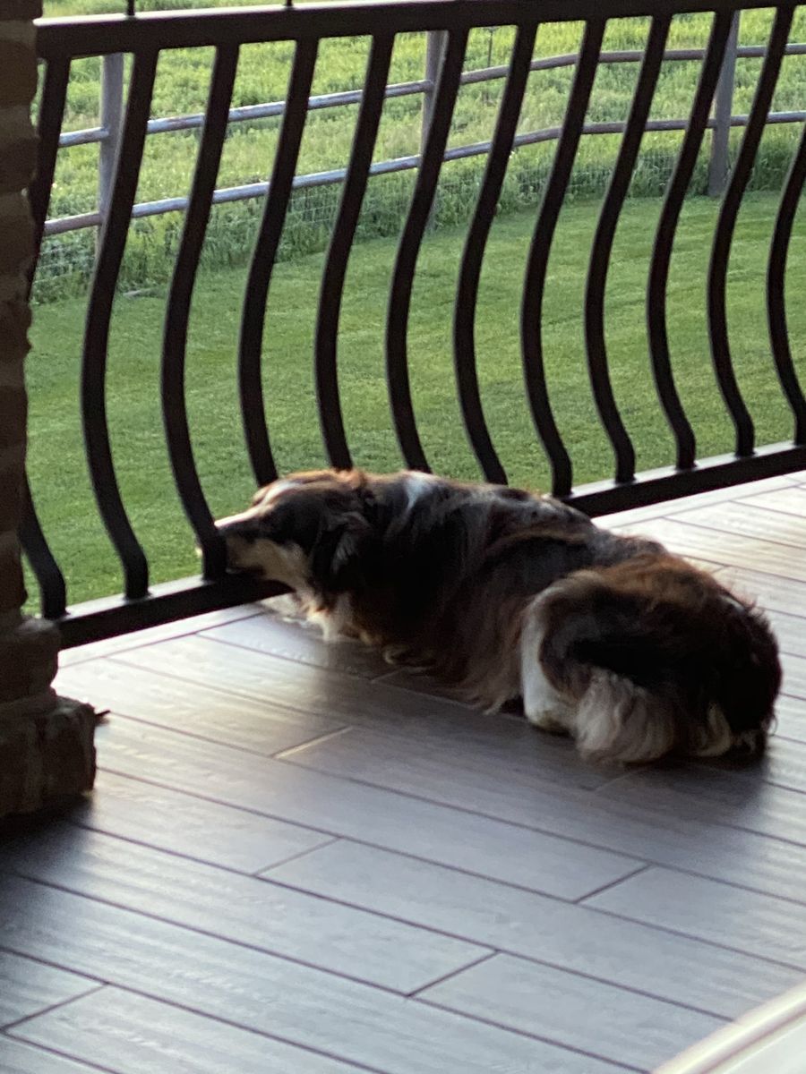 Miniature Australian Shepherd - 8 Year Old Female Dog