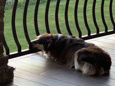 Miniature Australian Shepherd - 8 Year Old Female Dog