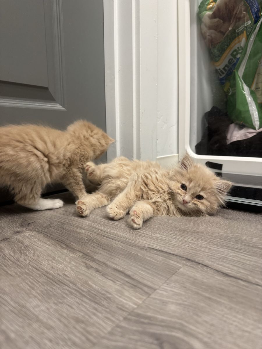 Fluffy Kitten