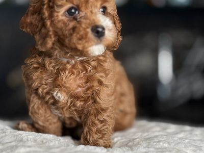Stunning Deep Red Timy Cavapoo Boy!