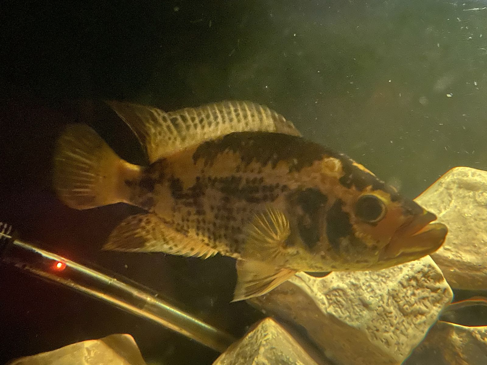Gold morph Jaguar Cichlid