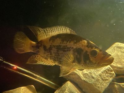 Gold morph Jaguar Cichlid
