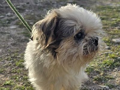 Shih Tzu Mix (Emerson)