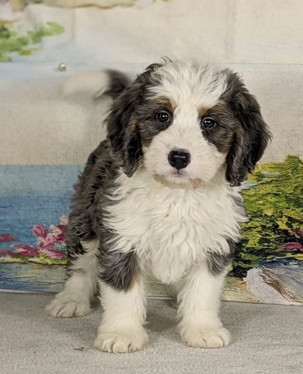 Girl Fifi – Merle Mini Bernedoodle $2400