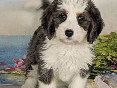Girl Fifi – Merle Mini Bernedoodle $2400