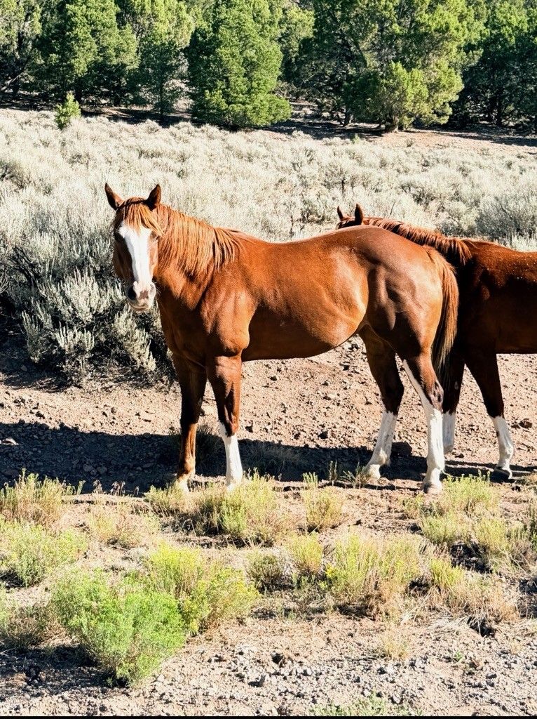 Arie — 2019 Mare | Broodmare + Kid Safe