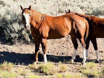 Arie — 2019 Mare | Broodmare + Kid Safe