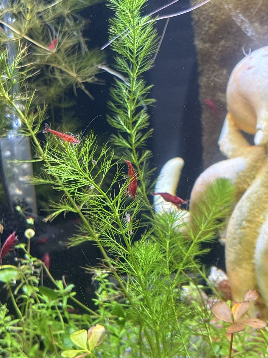 Freshwater Aquarium Cherry Shrimp Live Aquatic Pets