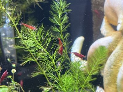 Freshwater Aquarium Cherry Shrimp Live Aquatic Pets