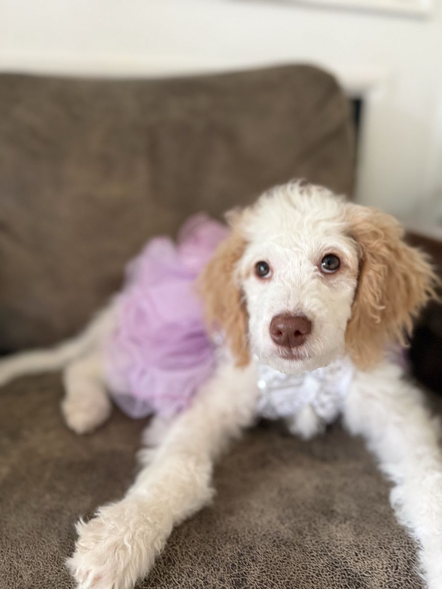 Mini Doodle female 18-20 lbs