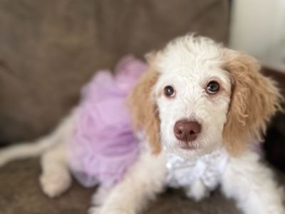 Mini Doodle female 18-20 lbs