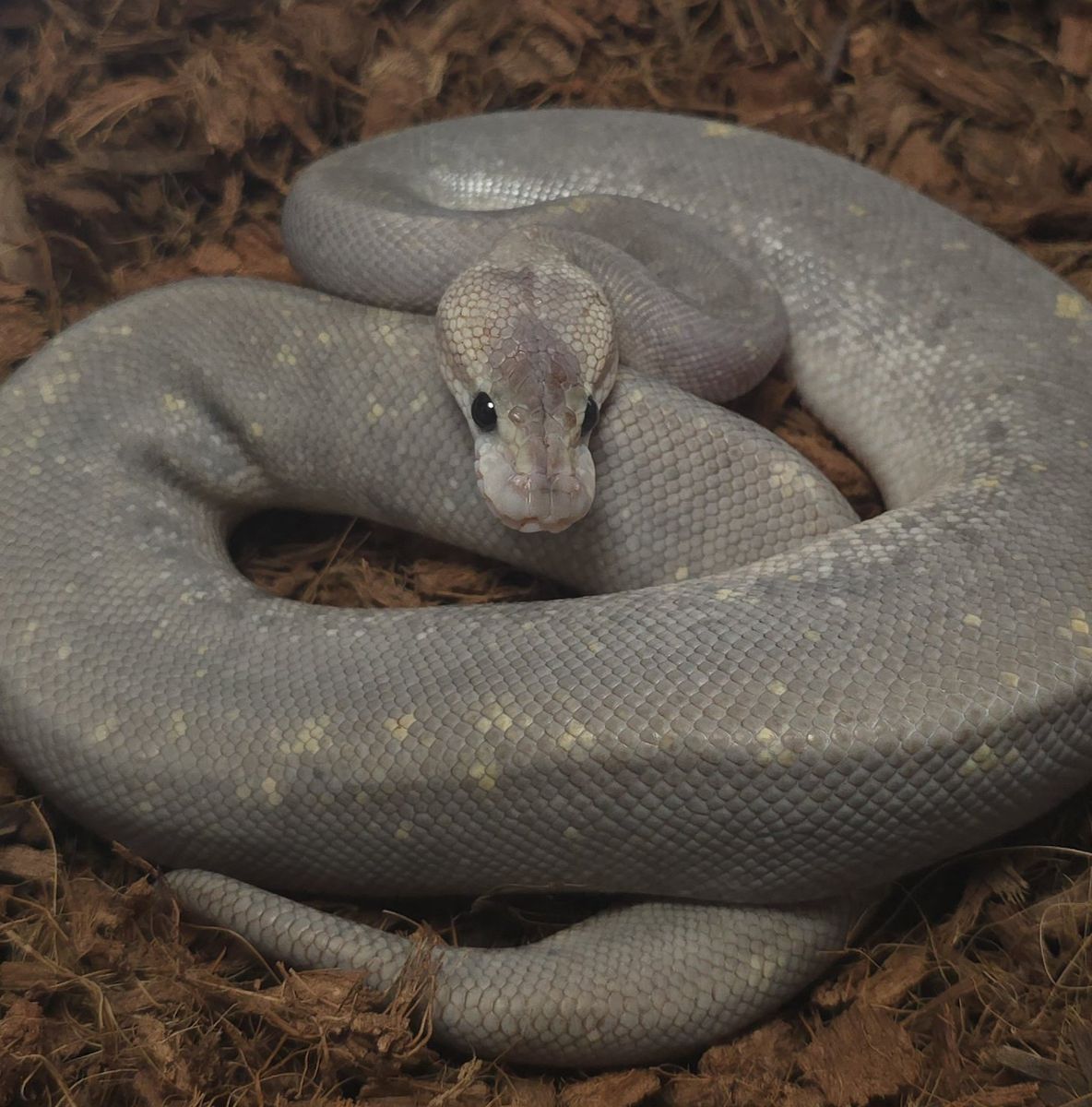 Super Pewter Ball Python