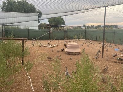 Pheasants and chukars