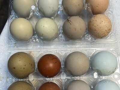 Variety Of Specialized Hatching Eggs