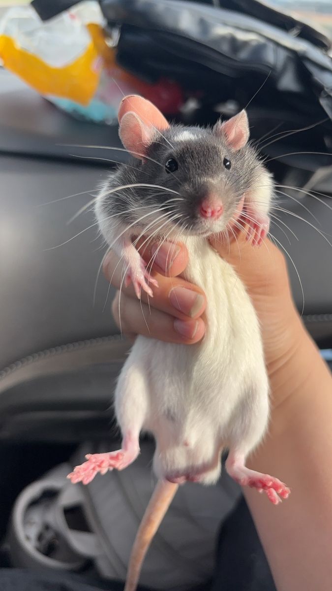 Male pet rat