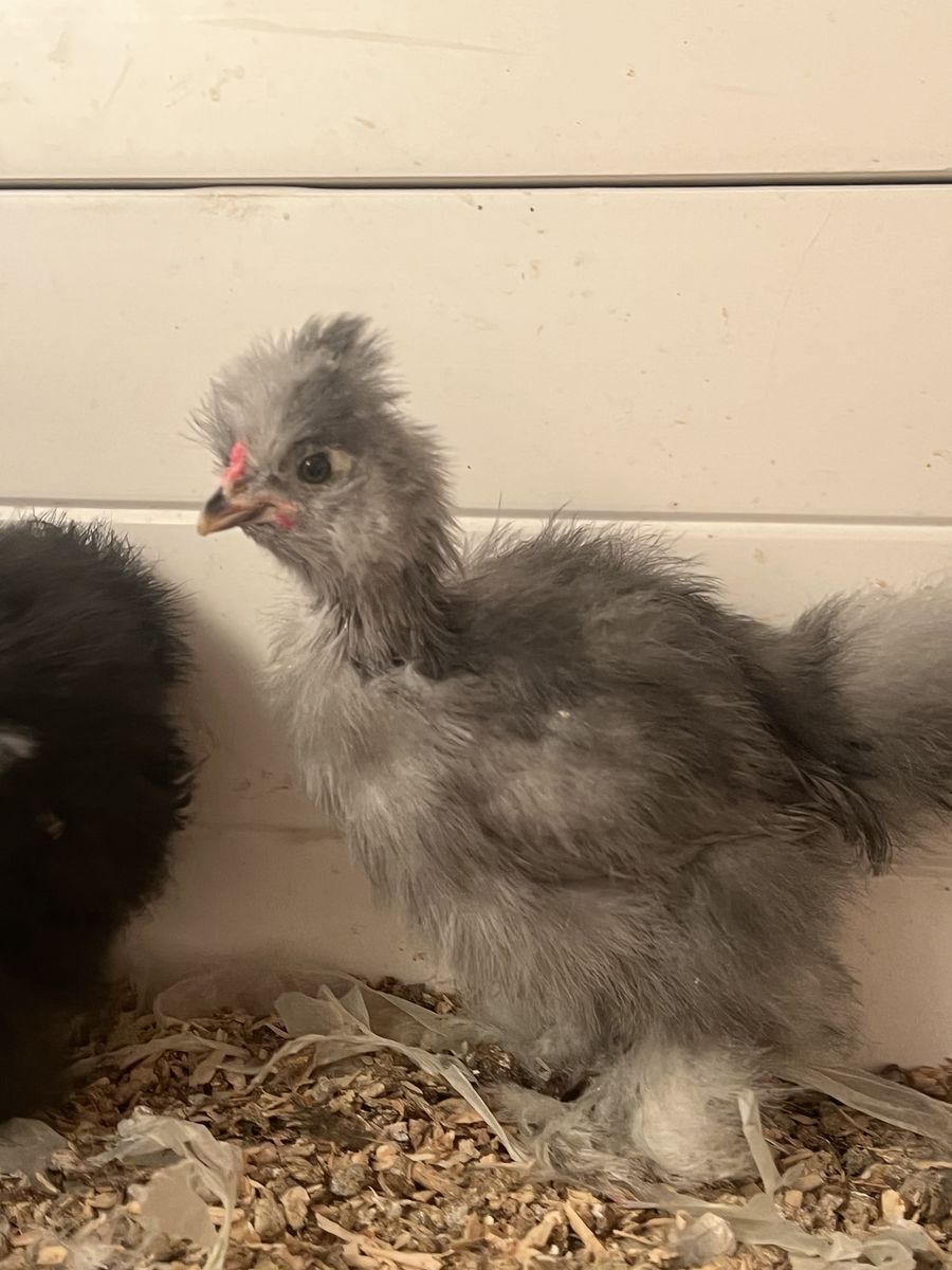 Silkie baby rooster