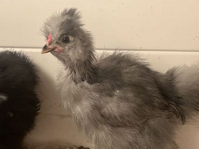 Silkie baby rooster