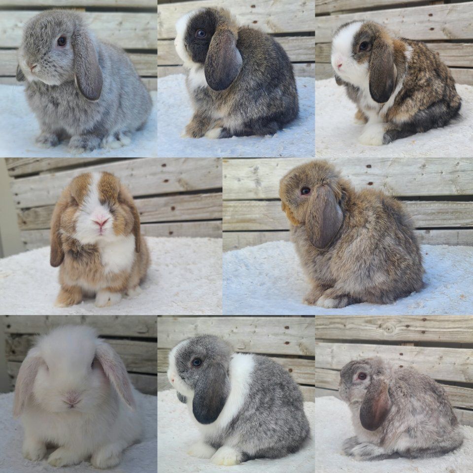 Holland Lops Ready This Month