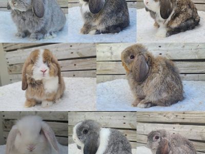 Holland Lops Ready This Month