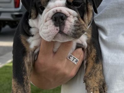 Beautiful English Bulldog Puppies-Final 2