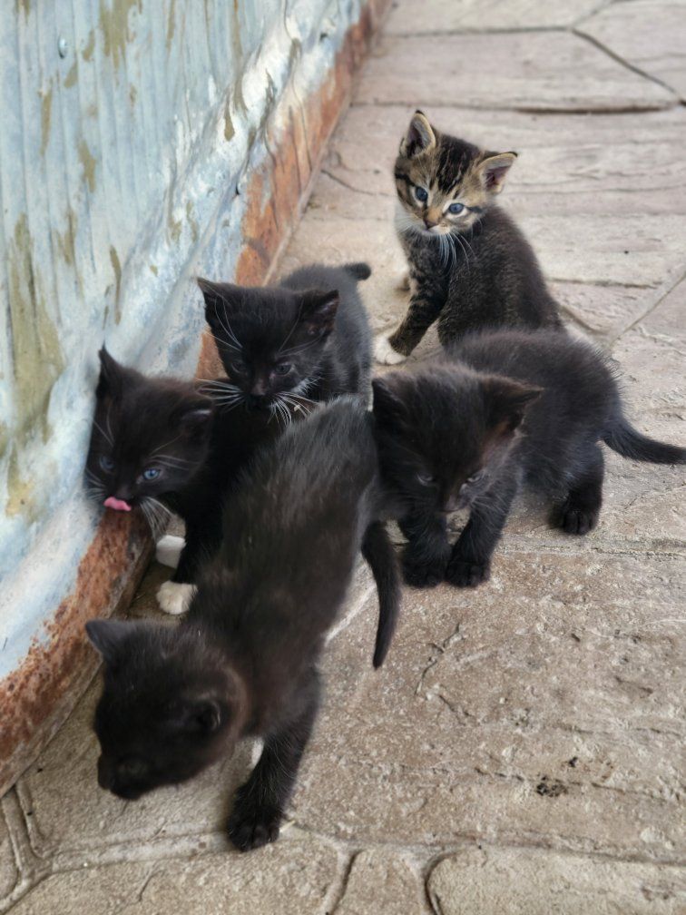 Darling Outdoor Kittens