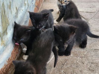 Darling Outdoor Kittens