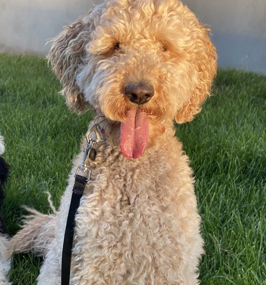 Goldendoodle Female
