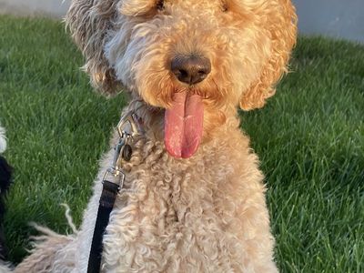 Goldendoodle Female