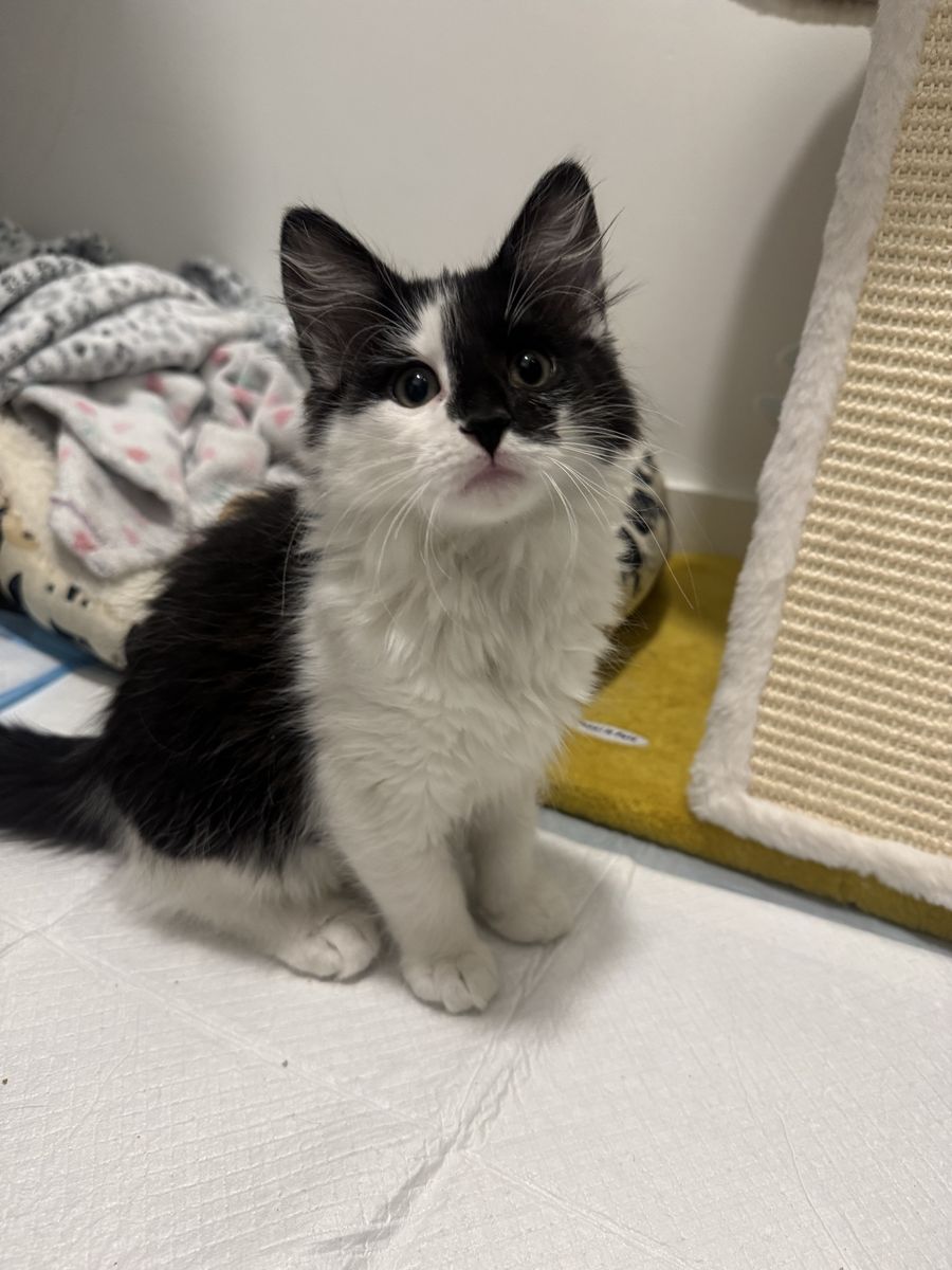 kittens