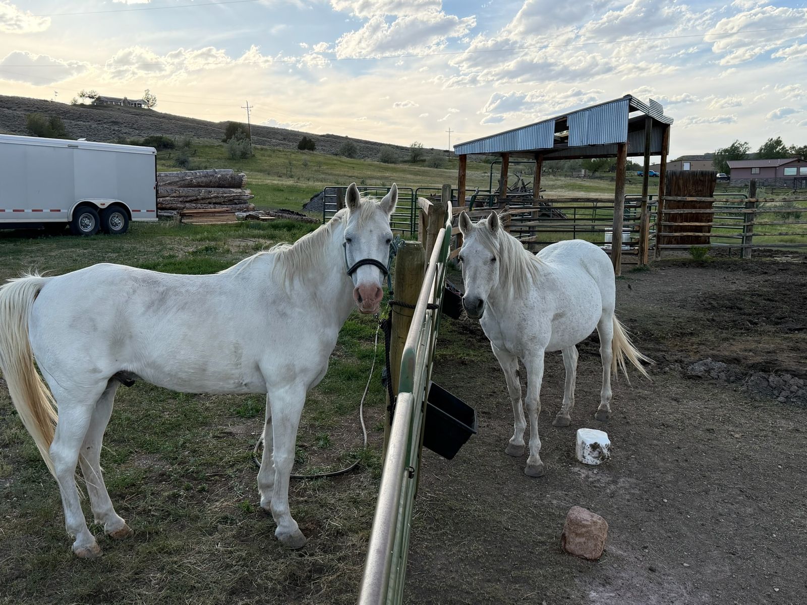 2 pack horses free to good home