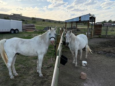 2 pack horses free to good home
