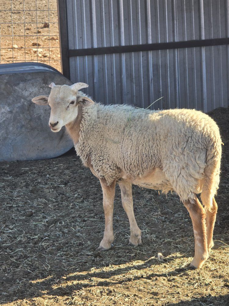young ram
