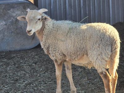 young ram
