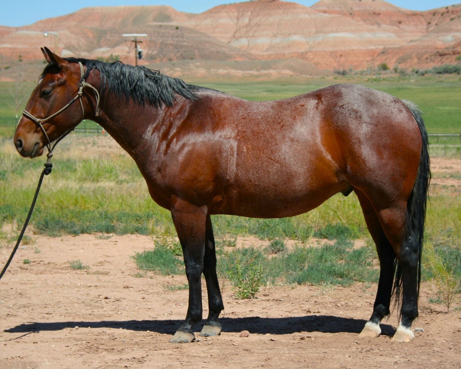 Impressive 2021 AQHA Gelding