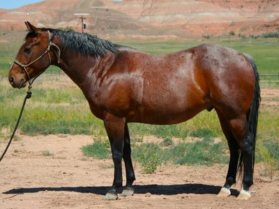 Impressive 2021 AQHA Gelding