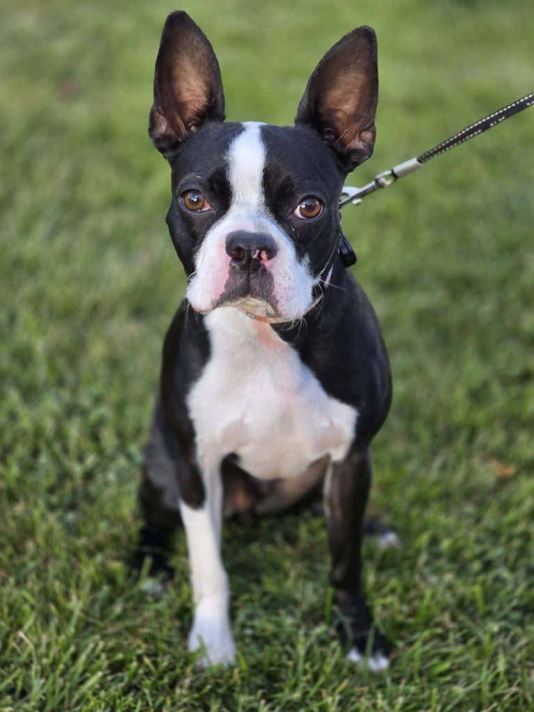 Boston Terrier purebred
