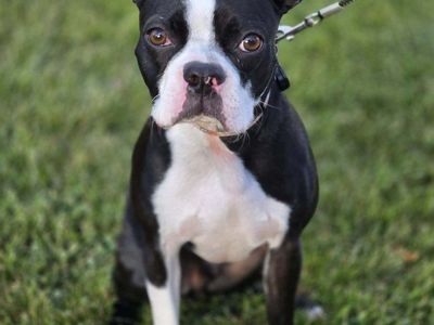 Boston Terrier purebred