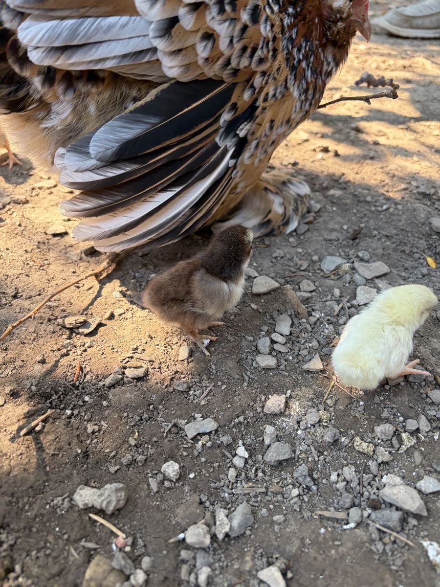 Serama Chicks